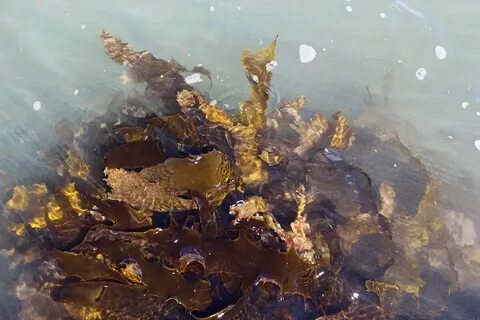 На больших глубинах обитают какие водоросли