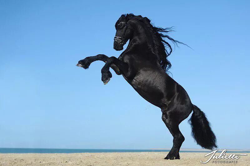 Фриз Фризская лошадь. Фризская лошадь дыбы. Фризская лошадь черная Жемчужина. Фризская лошадь белая.