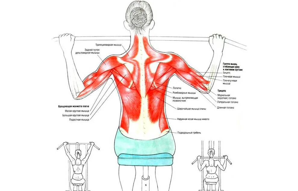 Поясница гантели. Упражнения задействующие мышцы спины. Упражнения на ромбовидные мышцы спины. Упражнения для паравертебральных мышц спины. Упражнения для верхней трапециевидной мышцы спины.