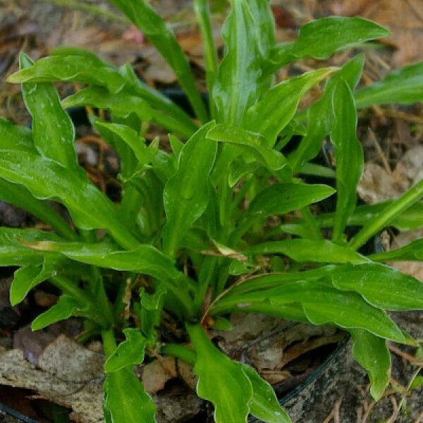 Mount host. Кемпинг лого. Mount host. Mount host. Mount host.