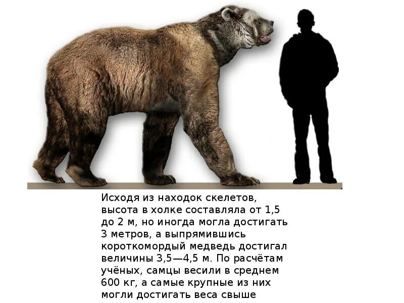 Вес медведя достигает