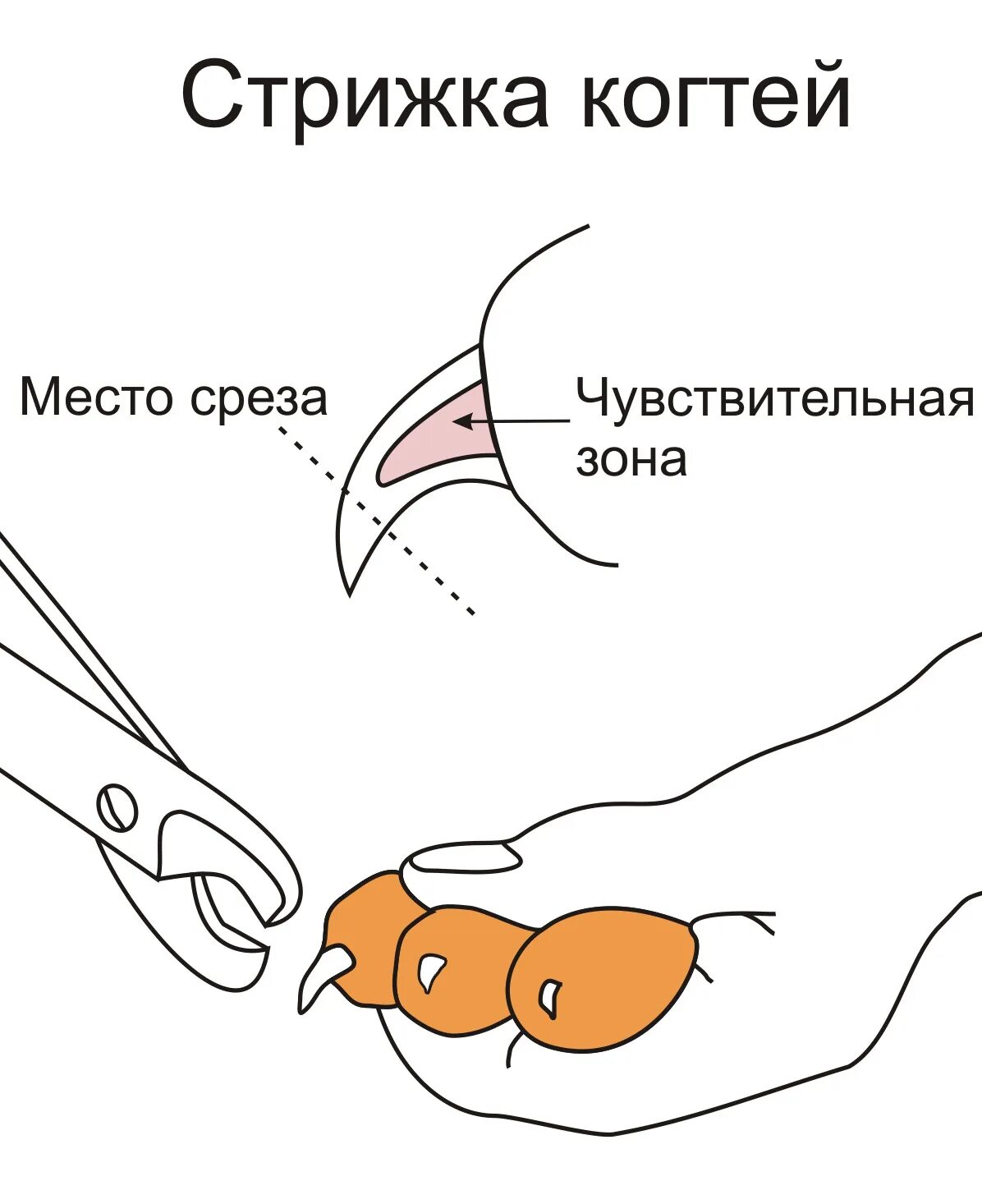 Как подстригать когти кошке ножницами. Правильно подстричь когти коту. как правильно обрезать когти коту.