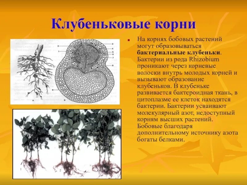 Клубеньковые растения на корнях бобовых растений. Клубеньковые бактерии рода Rhizobium. Клубеньковые бактерии строение. Бактериальные клубеньки на корнях бобовых. Клубеньковые бактерии на корнях.