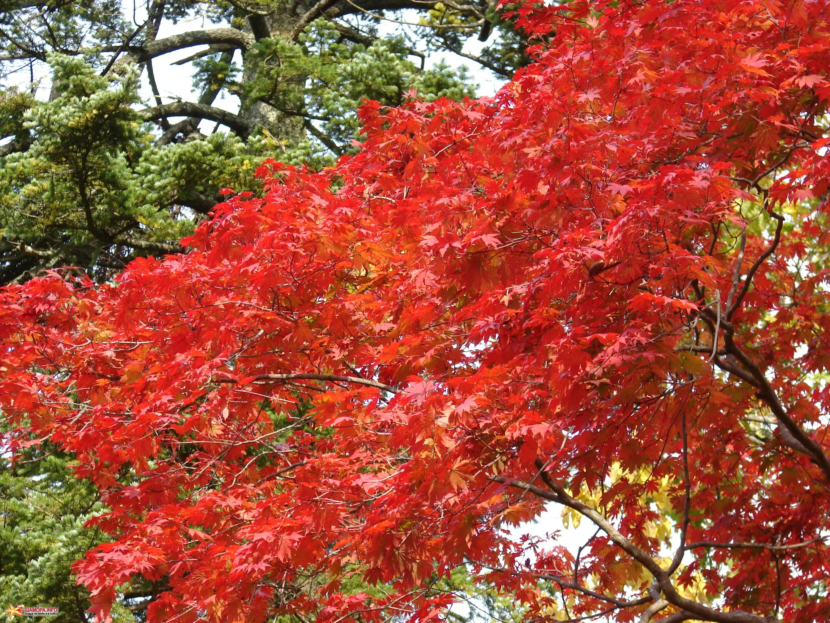 растения осенью. краски осени. в багрец и золото одетые леса. красный канадский клен. багряная осень.