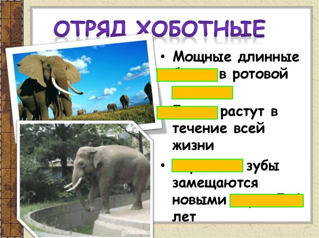Особенности строения хоботных