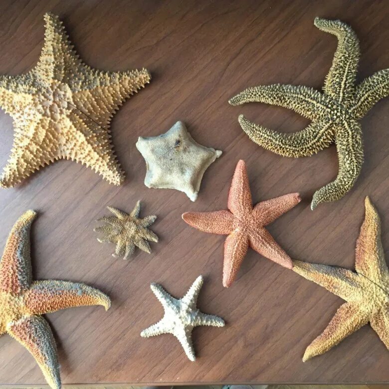 Морская звезда. Засушенные огромные морские звёзды. Морская звезда диско.