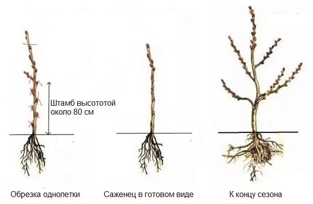 Обрезать ли саженцы при посадке. Крона штамб корневая шейка. Яблоня штамбовая саженец. Саженцы штамбовых роз. Корневая шейка у туи.