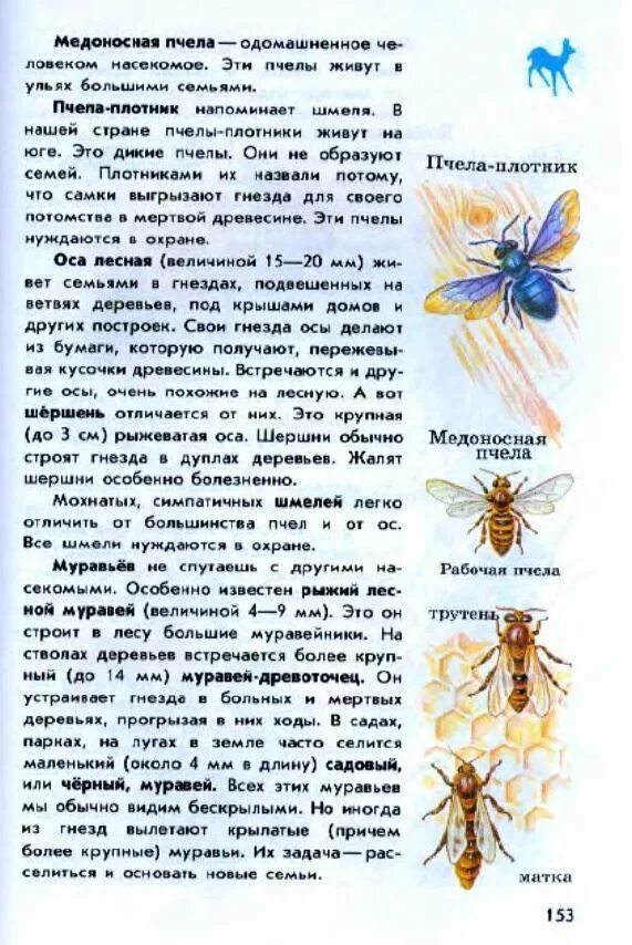 Атлас-определитель от земли сообщение о осах пчелах и шмелях. Атлас определитель от земли до неба сообщение о пчелах. Атлас определитель 2 класс пчелы осы. Важная информация о пчелах атлас определитель.