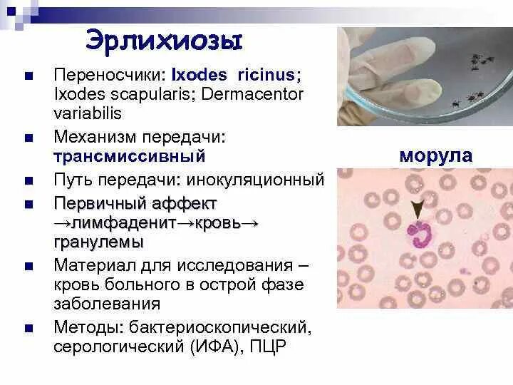 Эрлихиоз клещевой