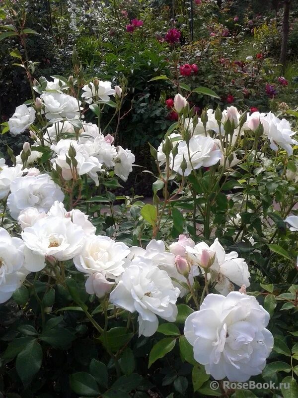 Роузбук. Guirlande rose (гирлянд роз). Розебук. Сорт розы абсент френдс. Питомник розебук.