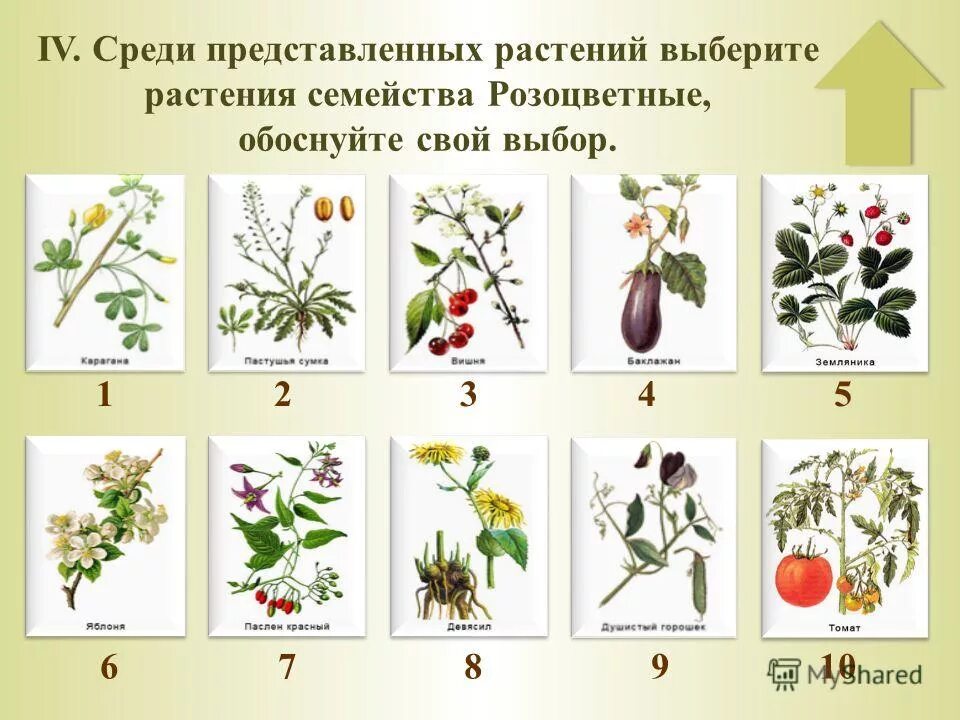 Покрытосеменные растения класс двудольные. Крестоцветные бобовые Пасленовые. Ботаника семейства растений. Семейство покрытосеменных растений цветковых.