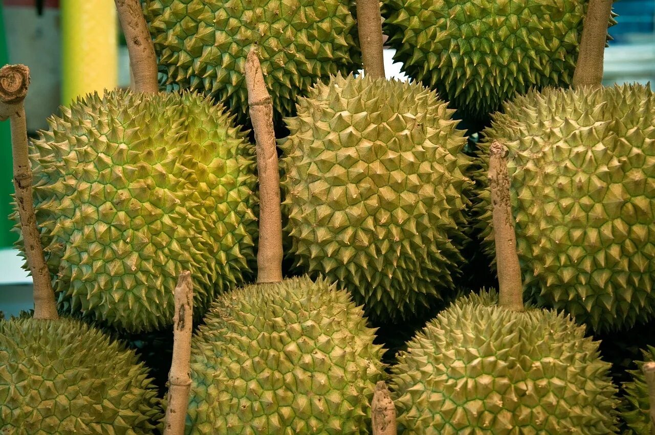 Фрукт 2023 года. Jackfruit дуриан. Маранг джекфрут и дуриан. Тайланд дуриан и хлебное дерево. Королевский фрукт в Азии.