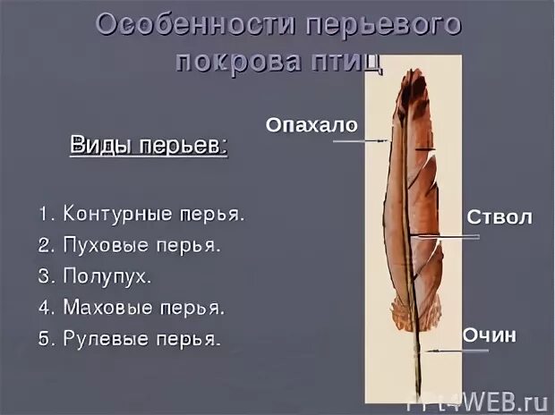 Какова роль перьевого покрова в жизни птиц
