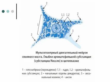 Глыбки хроматофильной субстанции