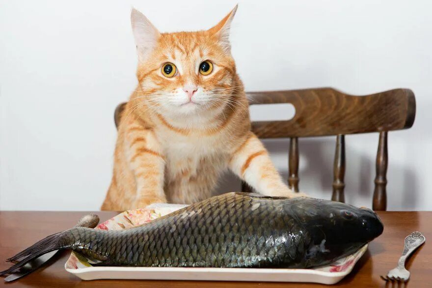 Кот с рыбой. Рыжий кот с рыбой. Рыжий кот с рыбой в зубах. Кошка ест рыбу. His cat likes