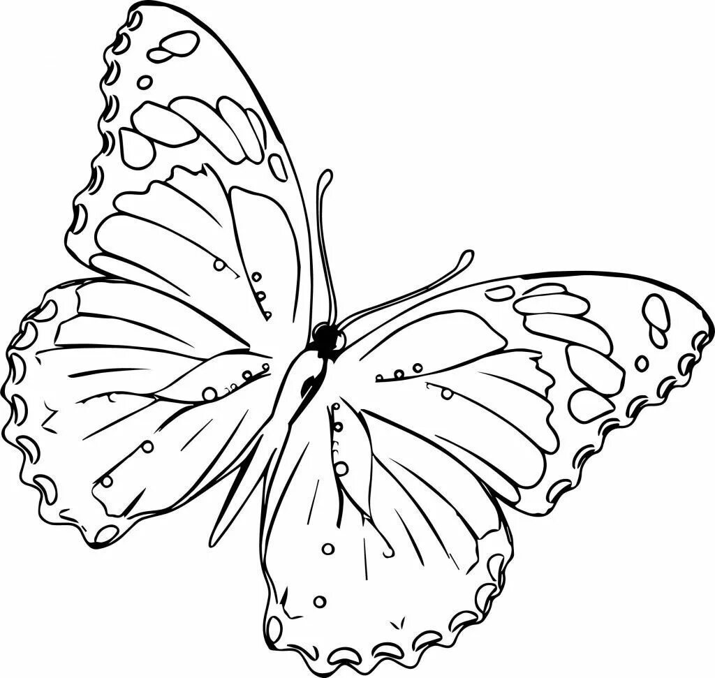 Разукрашка бабочка Адмирал. Бабочка раскраска для детей. Бабочка рисунок карандашом. Раскраски бабочки красивые.