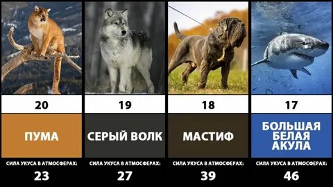 Сколько атмосфер укус