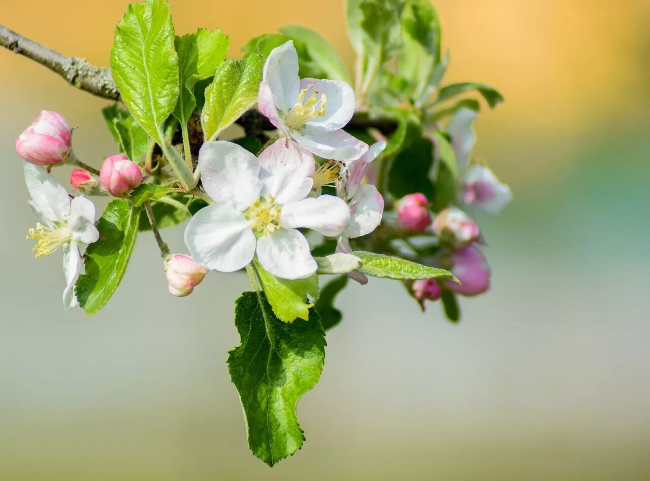 Картинки яблоневый цвет. Яблоня Malus hyvingiensis. Яблоневый цвет Malus. Яблоня декоративная ЦУМИ. Цветущая айва Яблоневая.