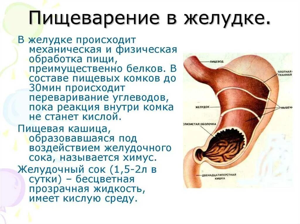 Где начинает перевариваться. Процесс переваривания пищи в желудке человека. Основные пищеварительные процессы в желудке. Функции желудка в процессе пищеварения. Функция желудка в пищеварении 8 класс.