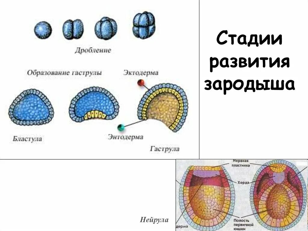 Этапы онтогенеза бластула гаструла нейрула. Стадии развития эмбриона бластула. Морула бластула гаструла нейрула таблица. Стадии бластулы гаструлы нейрулы.