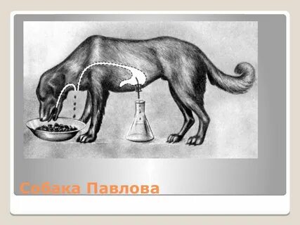 Опыт собаки павловой