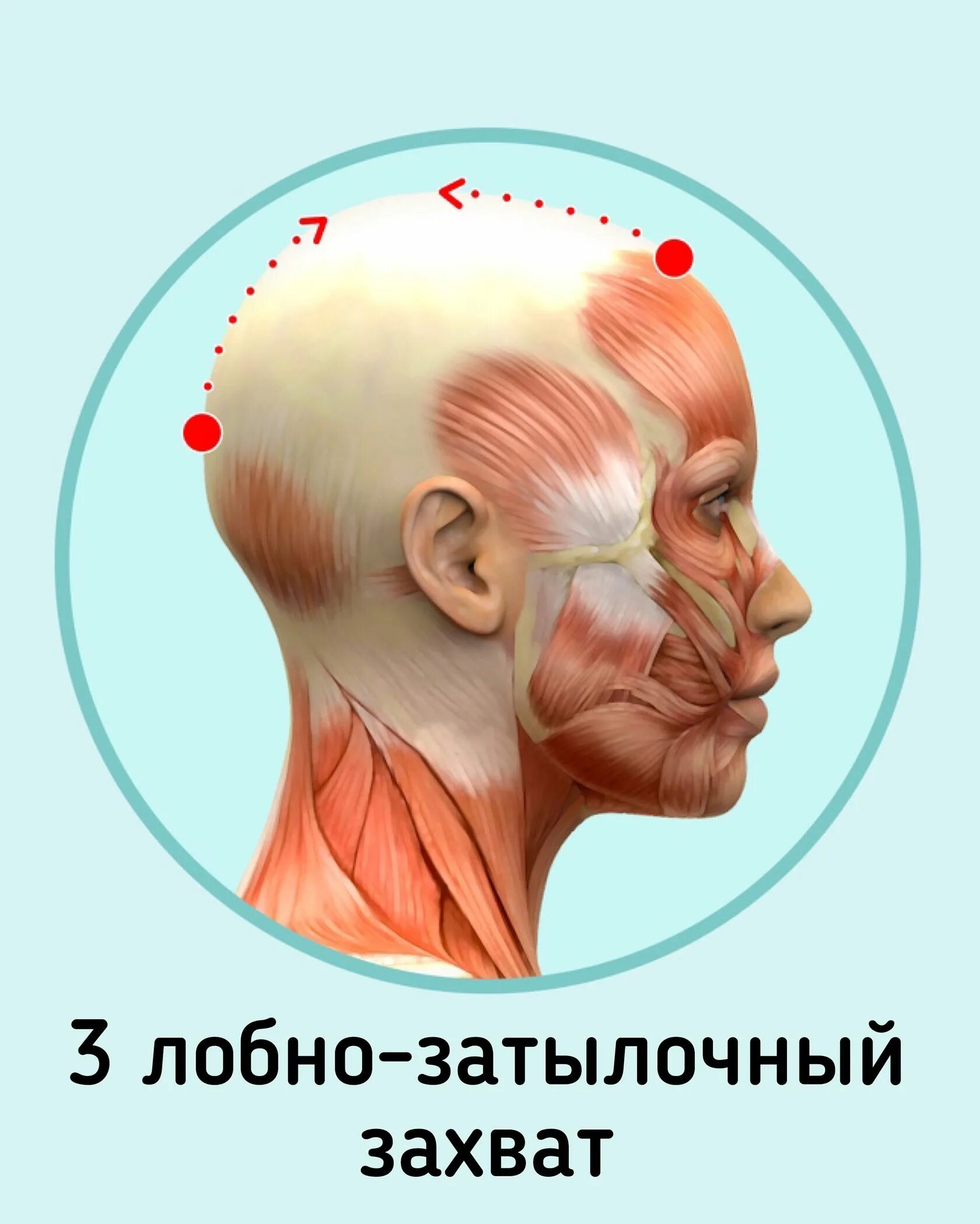 Сухожильный апоневроз черепа. Апоневроз надчерепной мышцы. Сухожильный шлем.