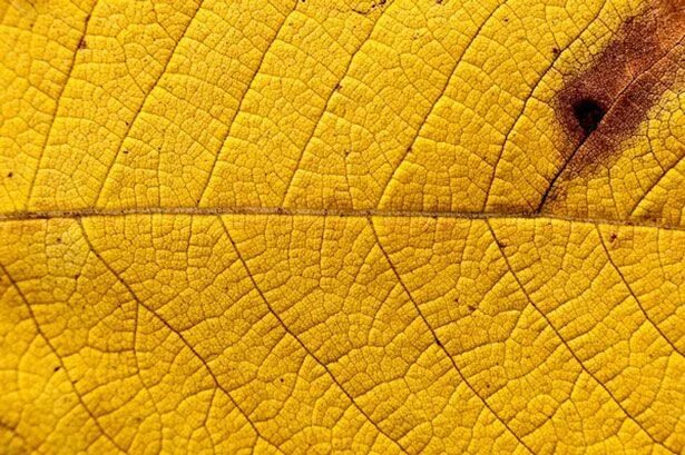 Круг пожелтевший лист. Текстура желтого листа. фактура листика. желтая текстура для фотошопа. желтая листва текстура.
