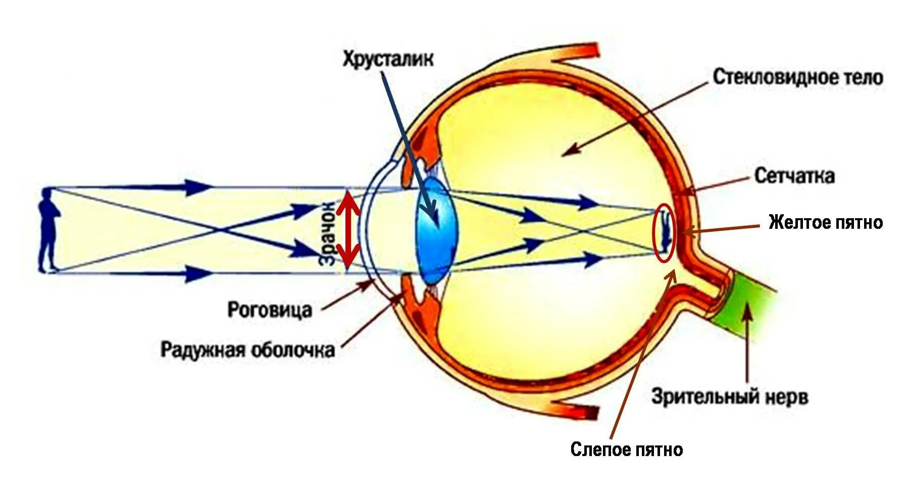 Система глазок. Устройство глаза. Оптическая система глаза. Глаз как оптическая система. Формирование изображения на сетчатке.