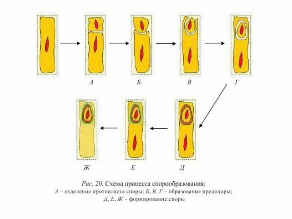 Деление клетки спорообразованием. Схема процесса спорообразования. Процесс спорообразования у бактерий схема. Споруляция схема. Схема споры процесса.