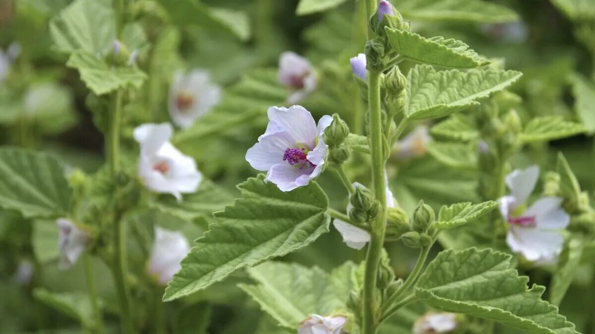 Алтей латынь. Althaea officinalis. Алтей лекарственный растение. Алтей коноплёвый. Алтей лекарственный целитель.