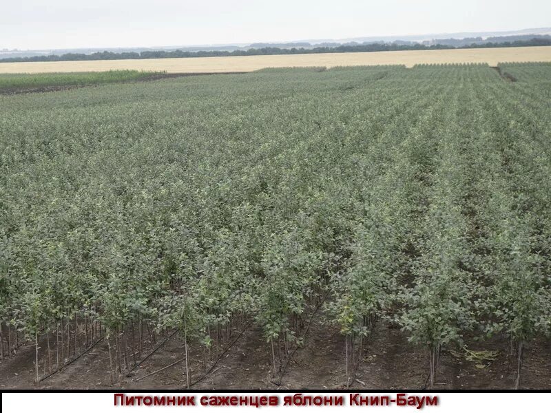 нижнегорский плодопитомник саженцы. плодопитомник жердевский. плодопитомник село грибское. питомник саженцы. питомник растений.