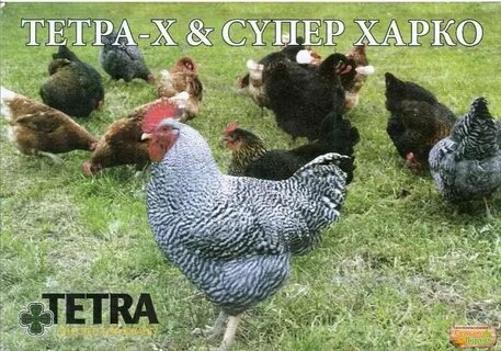 Тетра бройлер
