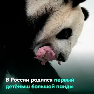 В московском зоопарке родилась