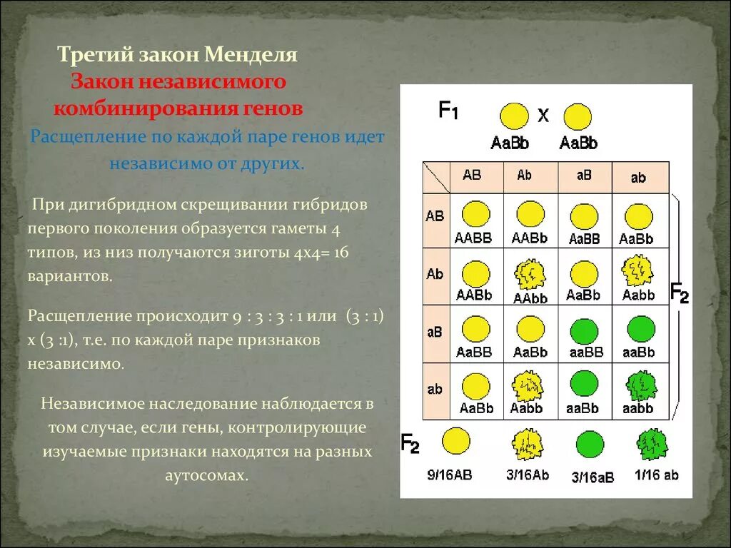 Генетика дигибридное скрещивание. 3 Закон Менделя расщепление по фенотипу и генотипу. Независимое наследование решетка Пеннета. 3 Закон Менделя расщепление по генотипу.