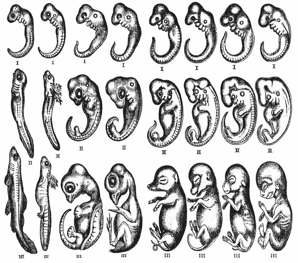 Наличие у зародыша человека. Геккель эмбриогенез. Сравнительная эмбриология.ранний эмбриогенез. Эволюция эмбриона человека. Эмбриогенез Саламандры.