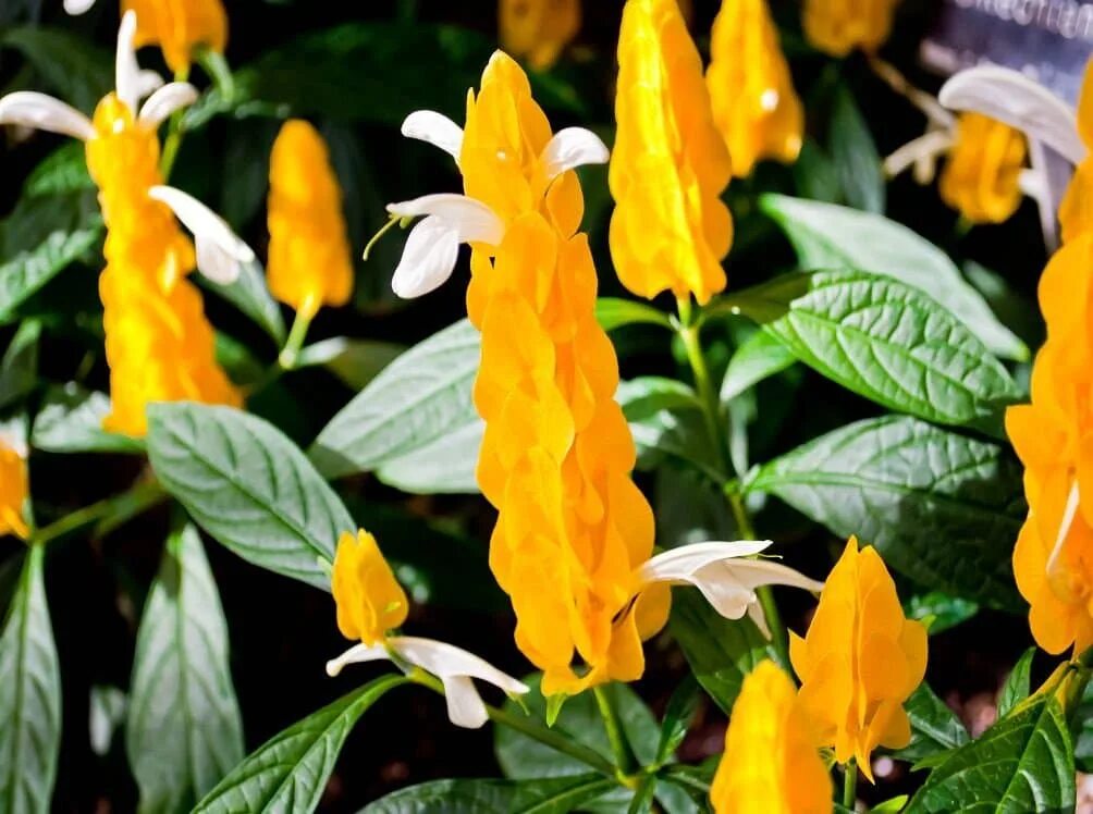 Желтый комнатный цветок название. Кроссандра Пахистахис. Пахистахис жёлтый. Пахистахис оранжевый. Цветок Пахистахис желтый.