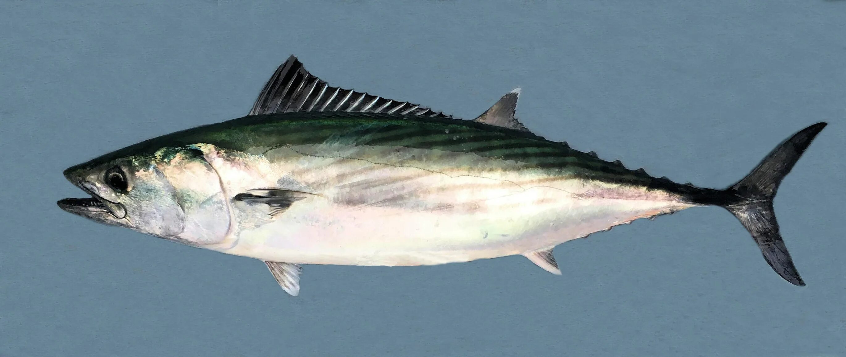Черноморский тунец пеламида. Пеламида рыба черноморская. Желтоперый каранкс. Пиламида. Черноморская скумбрия пеламида.