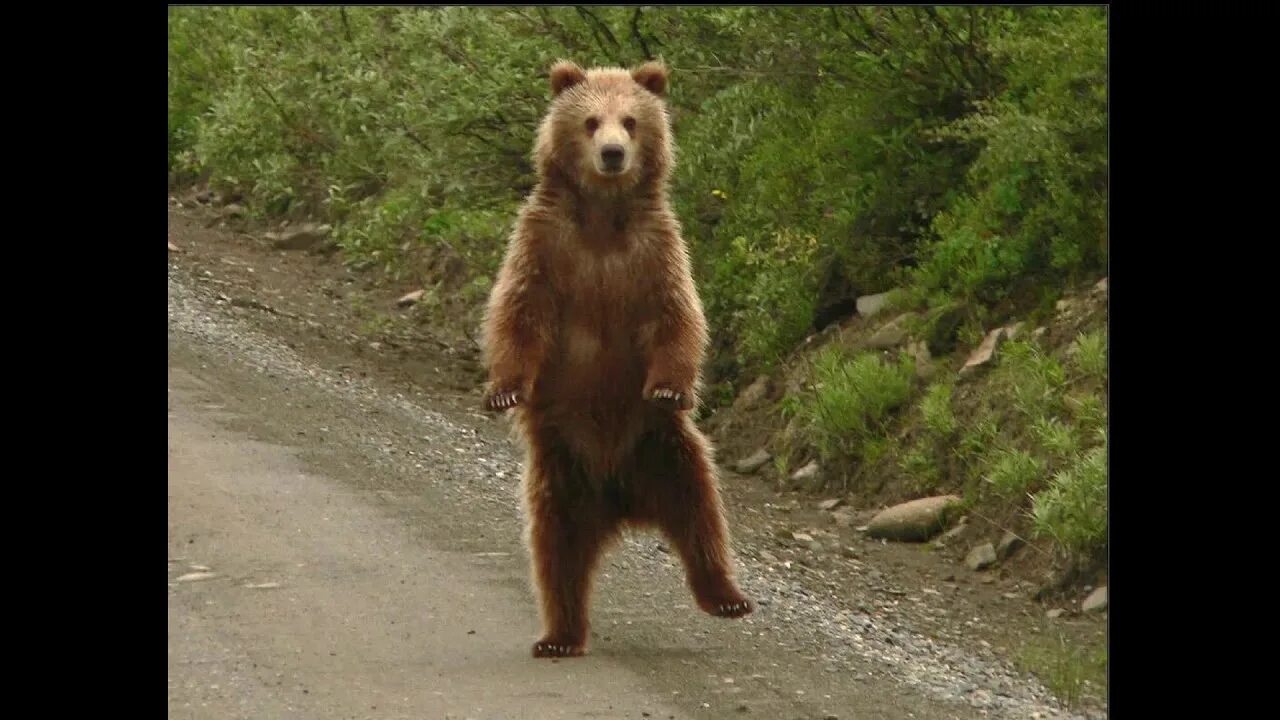 Где медведь танцует. Танцующий медведь. Медведь танцует. Танцующий медведь гифка. Танцующий медведь вечеринка.