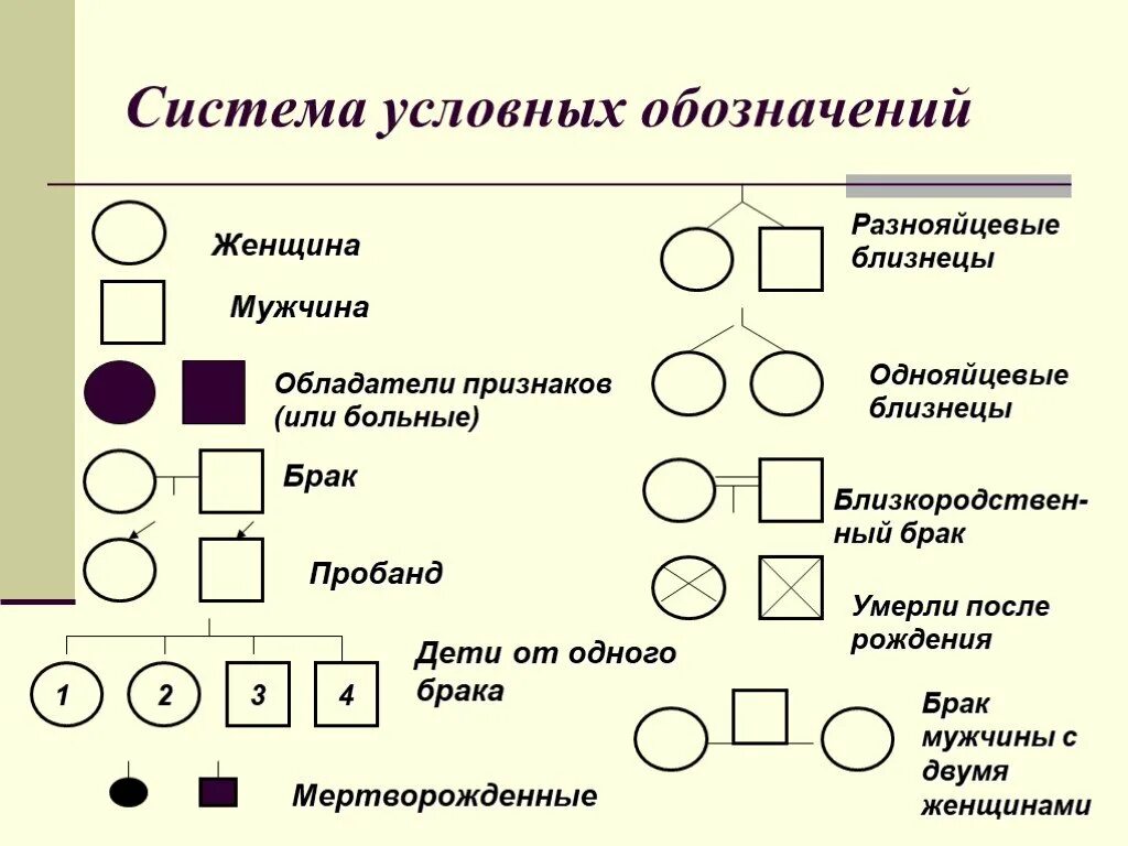 Условные обозначения в генеалогическом древе