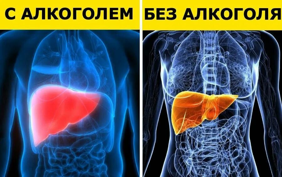 Сколько восстанавливается печень после отказа. Сколько восстанавливается печень после отказа
