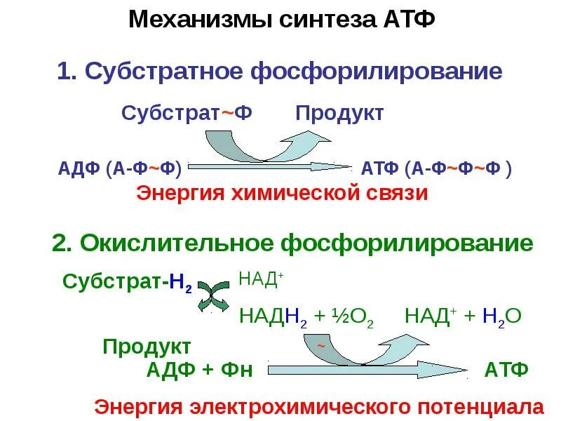 Пути фосфорилирования атф