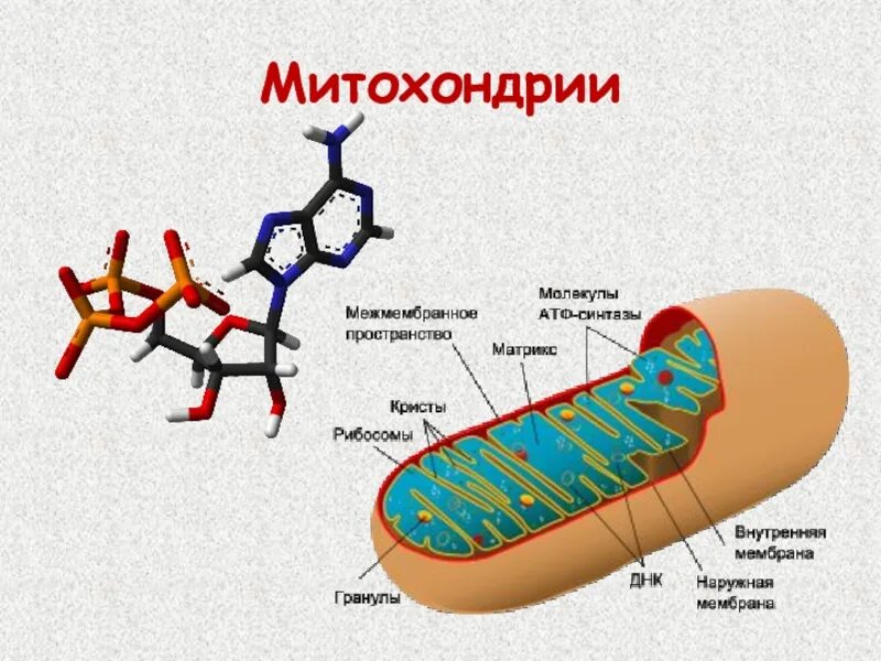 Мембрана митохондрий функции. Митохондрия строение АТФ. Строма митохондрии. Структура митохондрии.