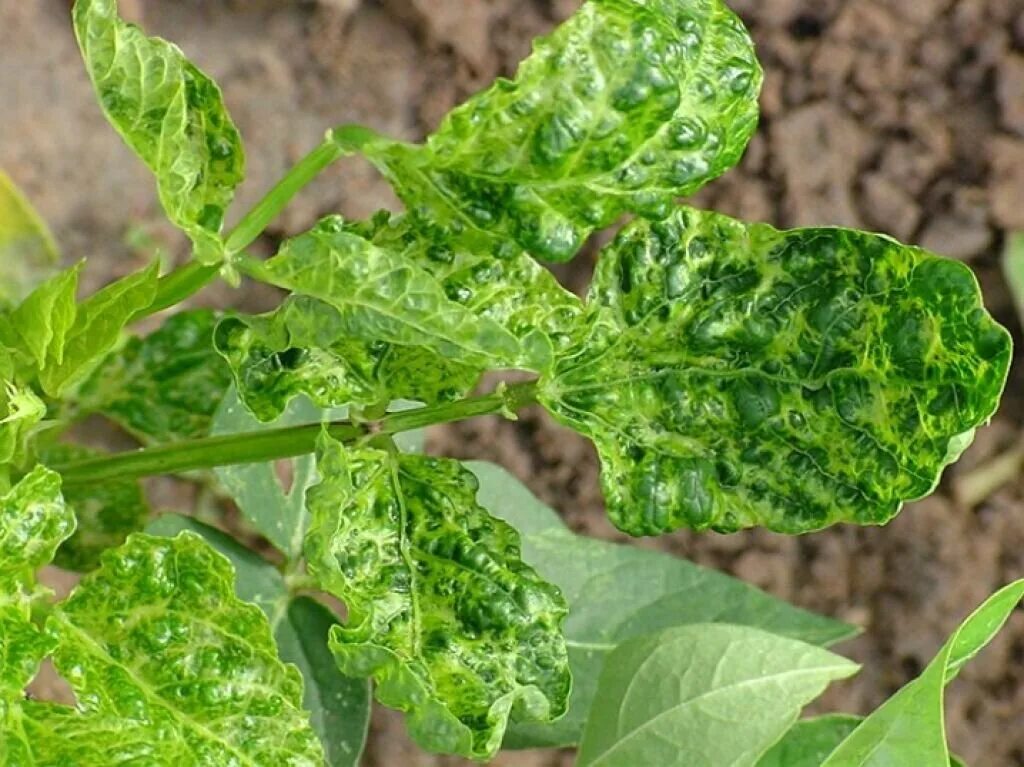 Plant disease. Табачная мозаика вирус томатов. Мозаичная болезнь табака вирус. Крапчатая мозаика томата. Мозаичная пятнистость томатов.