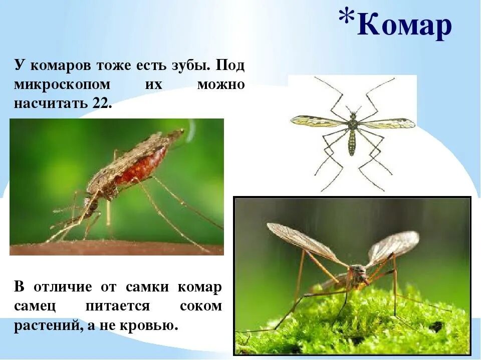 Как отличить комара