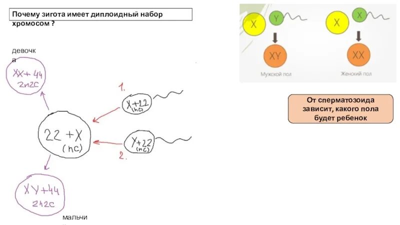 Набор хромосом сперматозоида. Диплоидная зигота. Диплоидный набор хромосом зиготы. Зигота имеет набор хромосом.