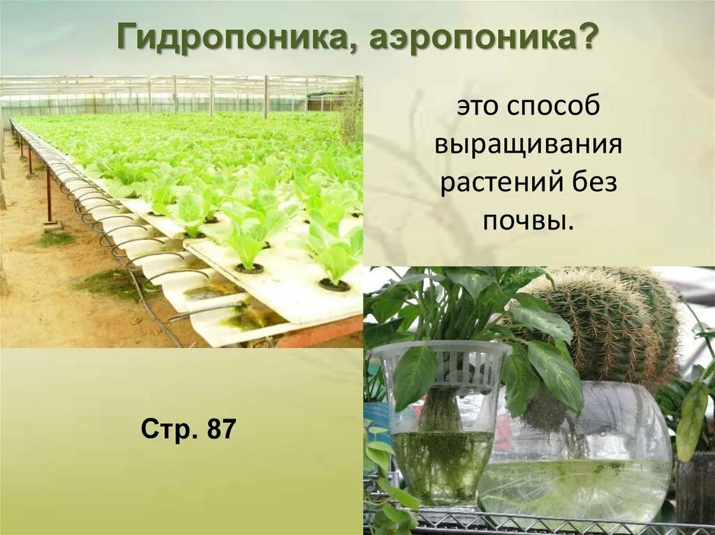 Способ выращивания без почвы как называется. Выращивание растений без почвы. растения без почвы. способы выращивания растений. технология выращивания растений без почвы.