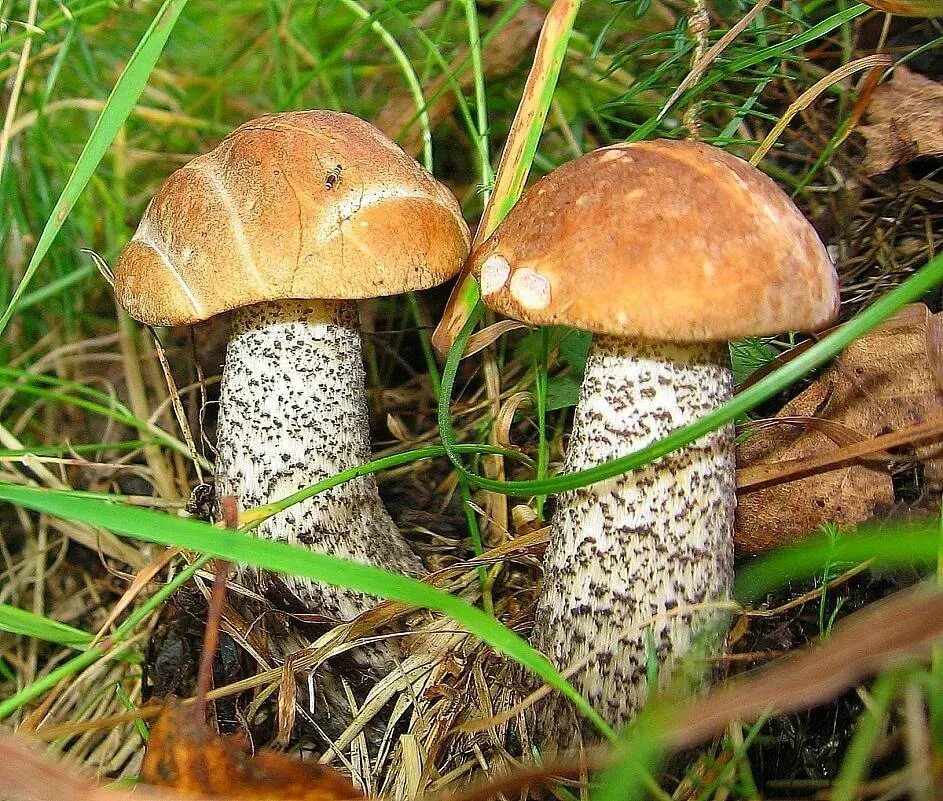 подосиновики какие собирать. подосиновики какие собирать. подосиновик. подосиновик гриб. подосиновик красный.