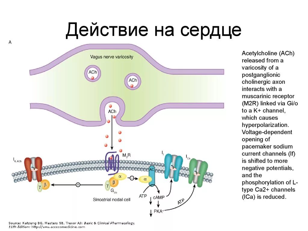 Механизм действия ацетилхолина на сердце. Механизм влияния ацетилхолина на сердце. Ацетилхолин воздействие на сердце. Ацетилхолин влияние на сердечную деятельность. Ацетилхолин сердце сокращение