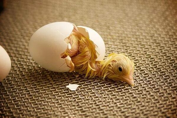 Hatching eggs. Цыпленок вылупляется. Цыпленок вылупился. Птенец из скорлупы. Вылупившиеся цыплята.