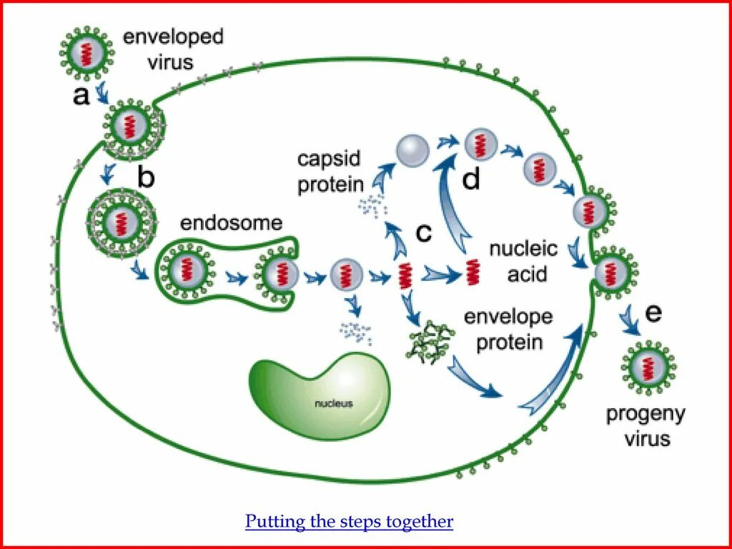 Virus Life Cycle. Viral Life Cycle. Жизненный цикл вируса virus Life Cycle. HIV Life Cycle. Complete virus